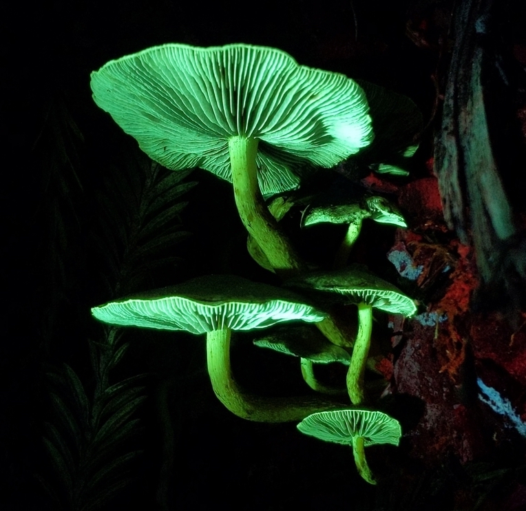 Five EyeCatching Bay Area Mushrooms to See in Winter Bay Nature