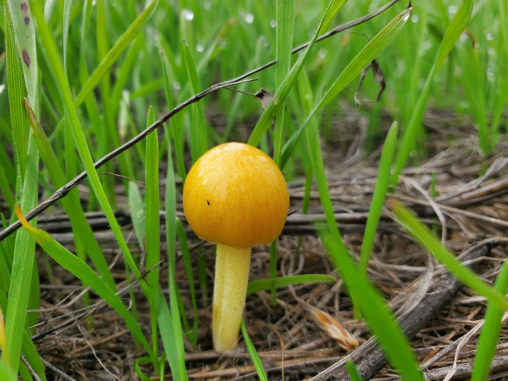 Five EyeCatching Bay Area Mushrooms to See in Winter Bay Nature