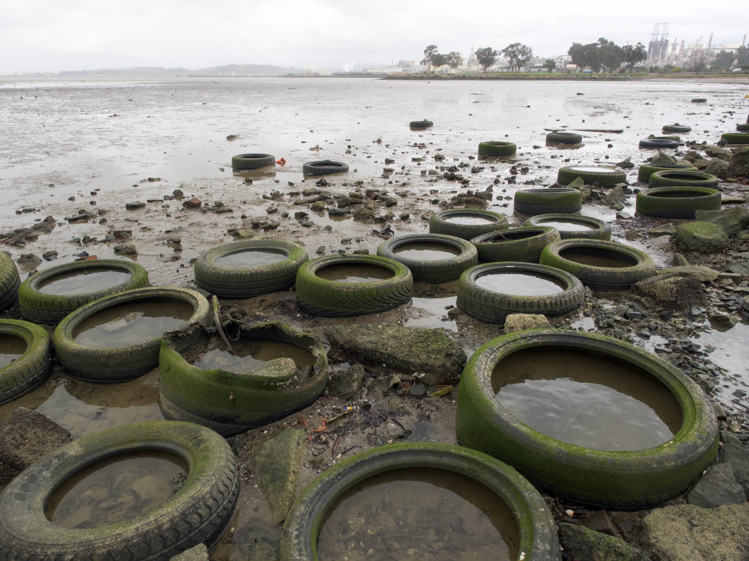 A Nasty SalmonKilling Tire Chemical Is in Bay Waterways. Can It Be