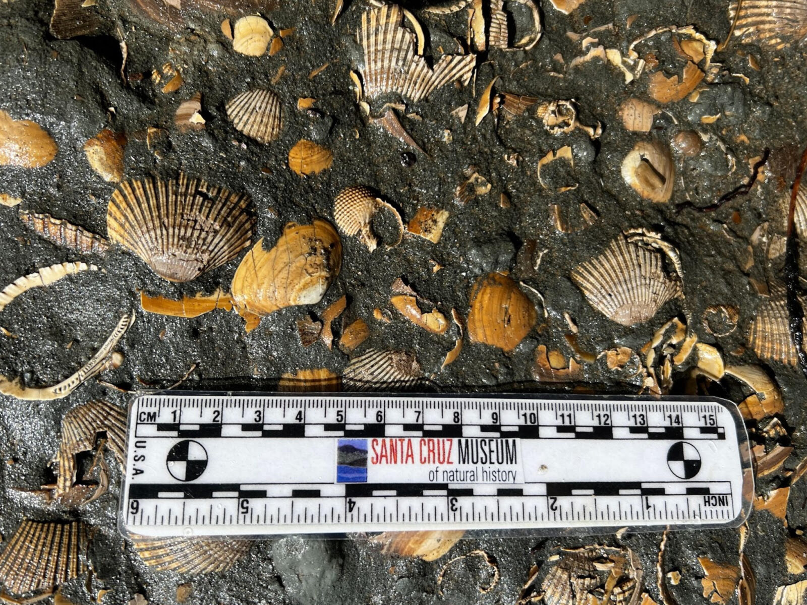 Time Traveling With Clam Fossils Bay Nature