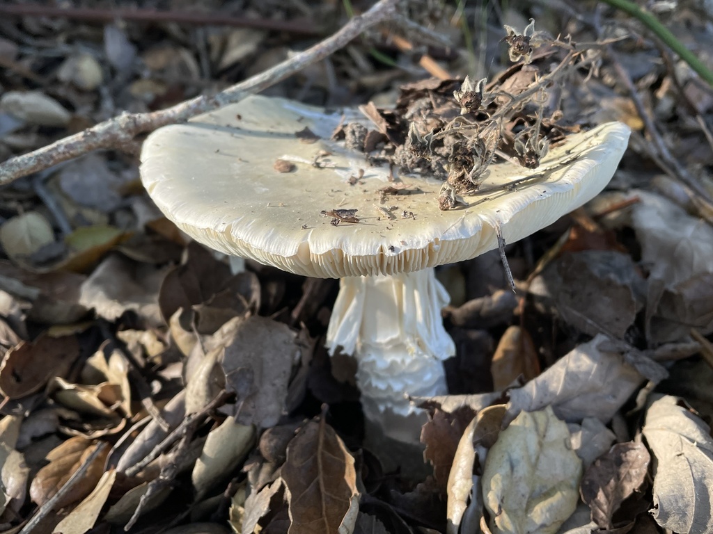 The Sex Lives of Death Cap Mushrooms Bay Nature