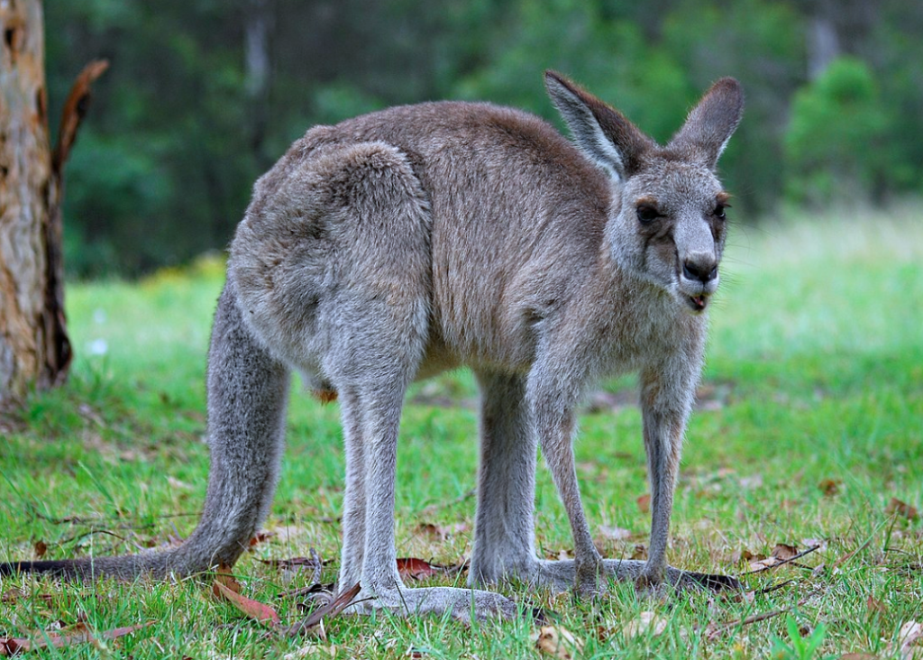 “Tie me kangaroo down, sport!” Loose Kangaroo recovered, while mischief