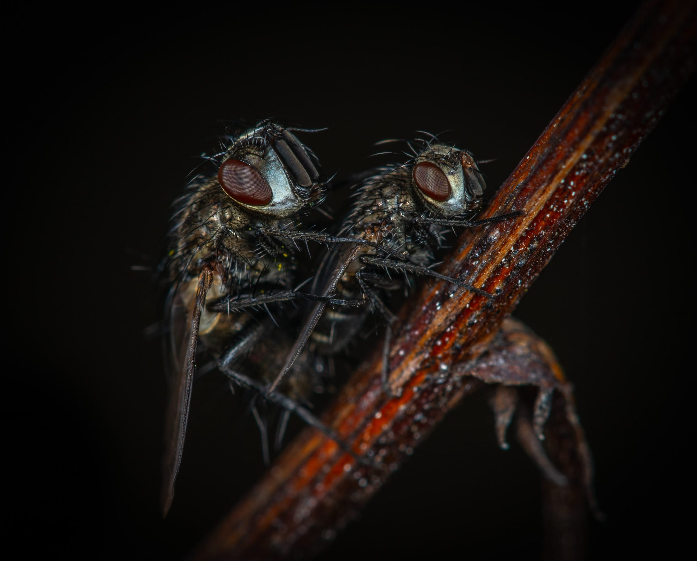 Residential Pest Control and Exterminating for.