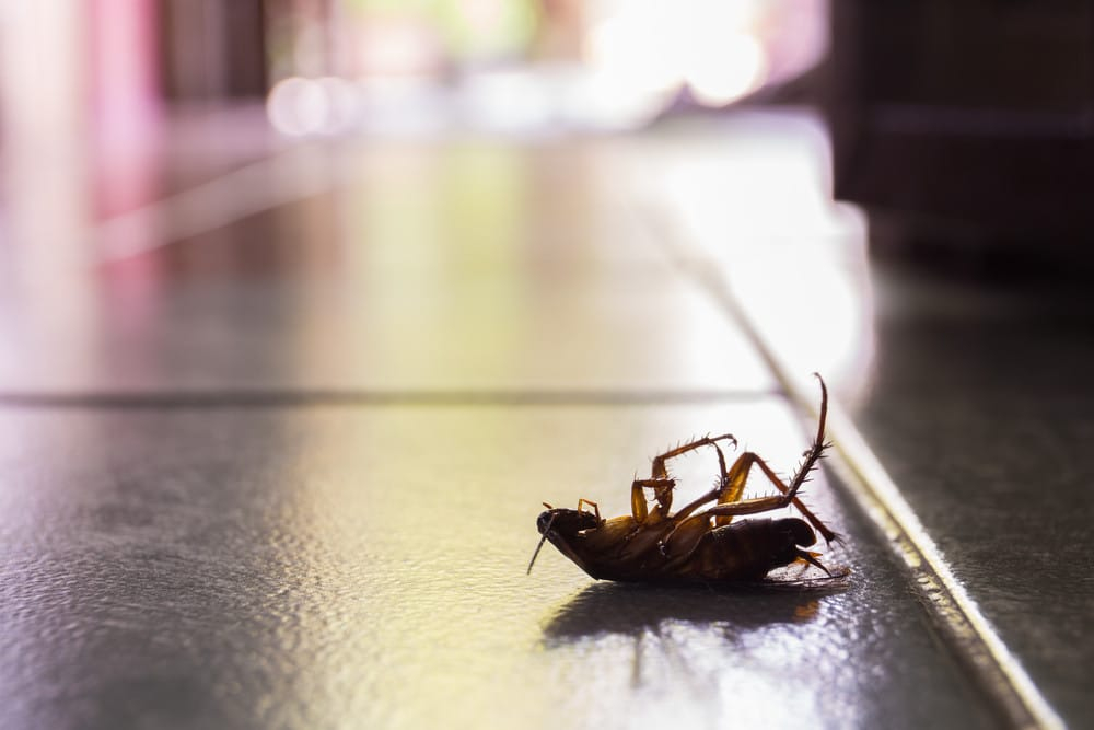 4 Useful Ways to Keep Roaches Away Bayou Cajun Pest Control
