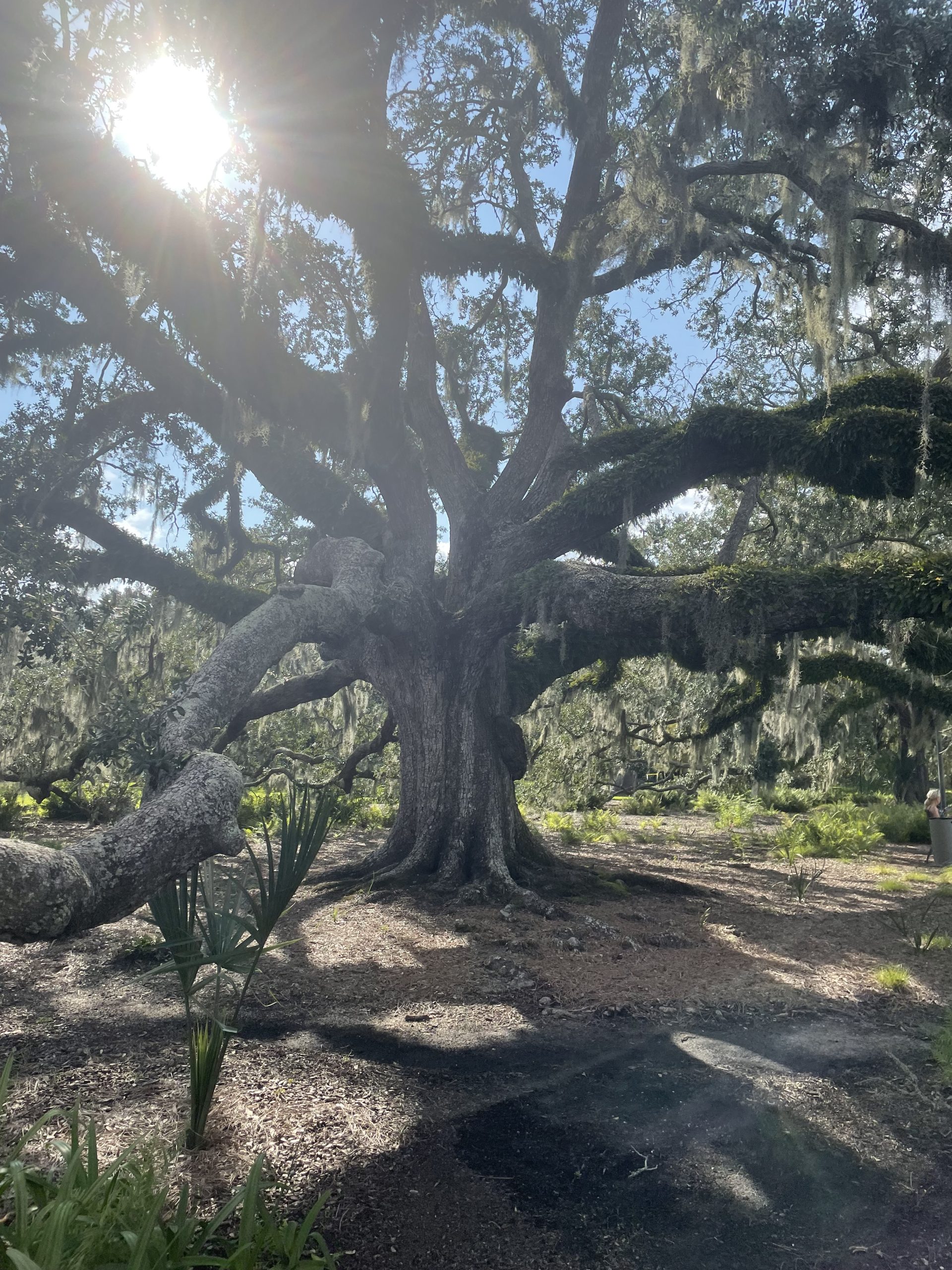Live Oak Care Guide Bayou Tree Service
