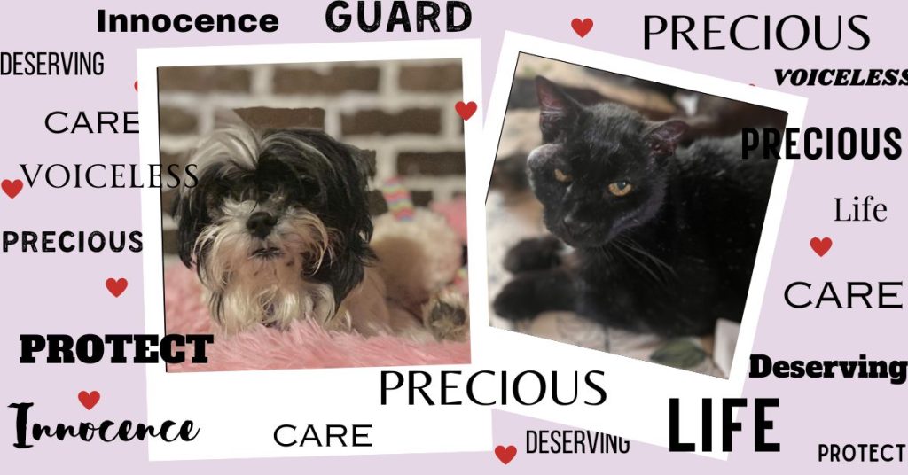 Baypath Responds to an Increase In Animal Neglect Cases Baypath