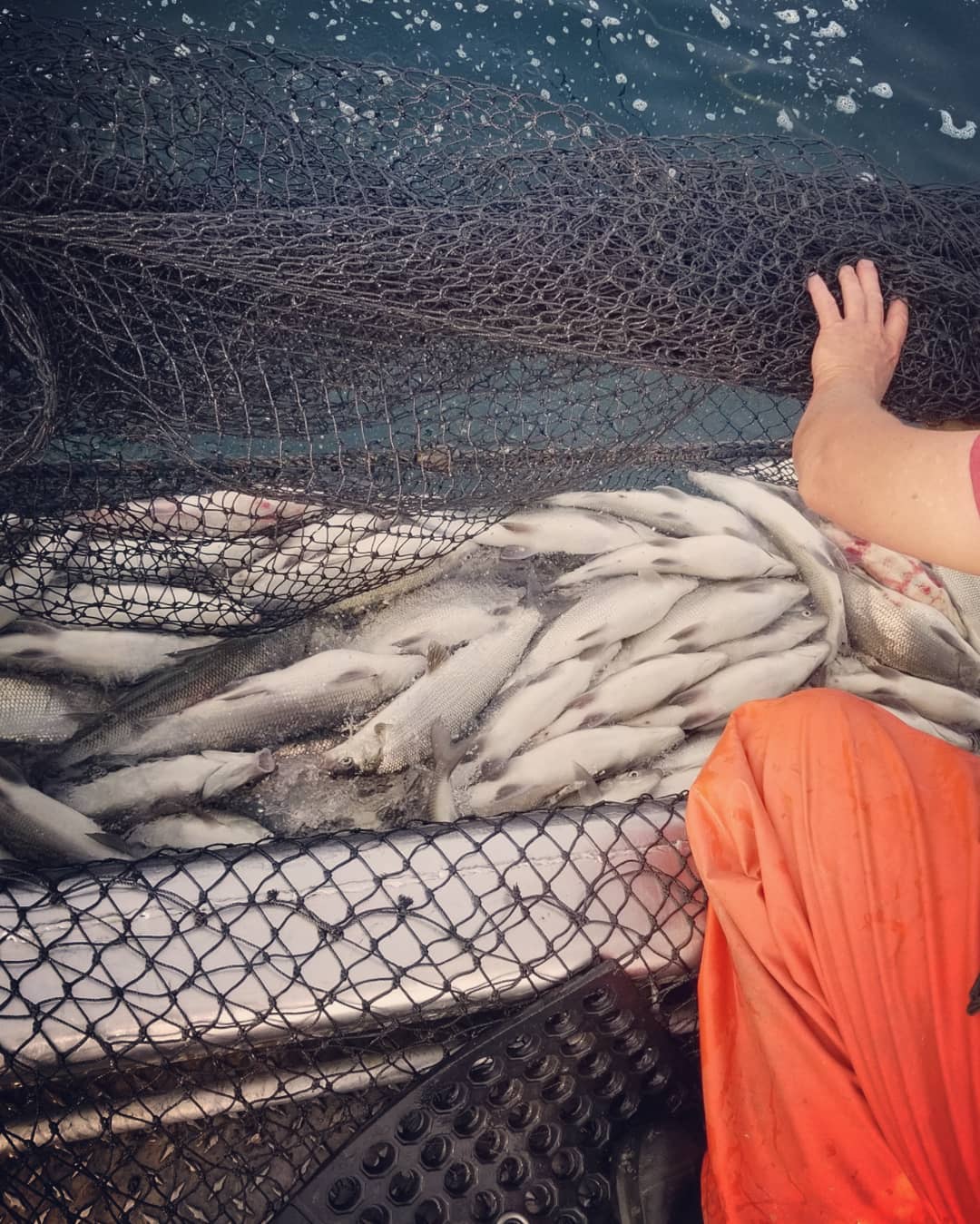 Fresh Fish Bay Port Fish Company