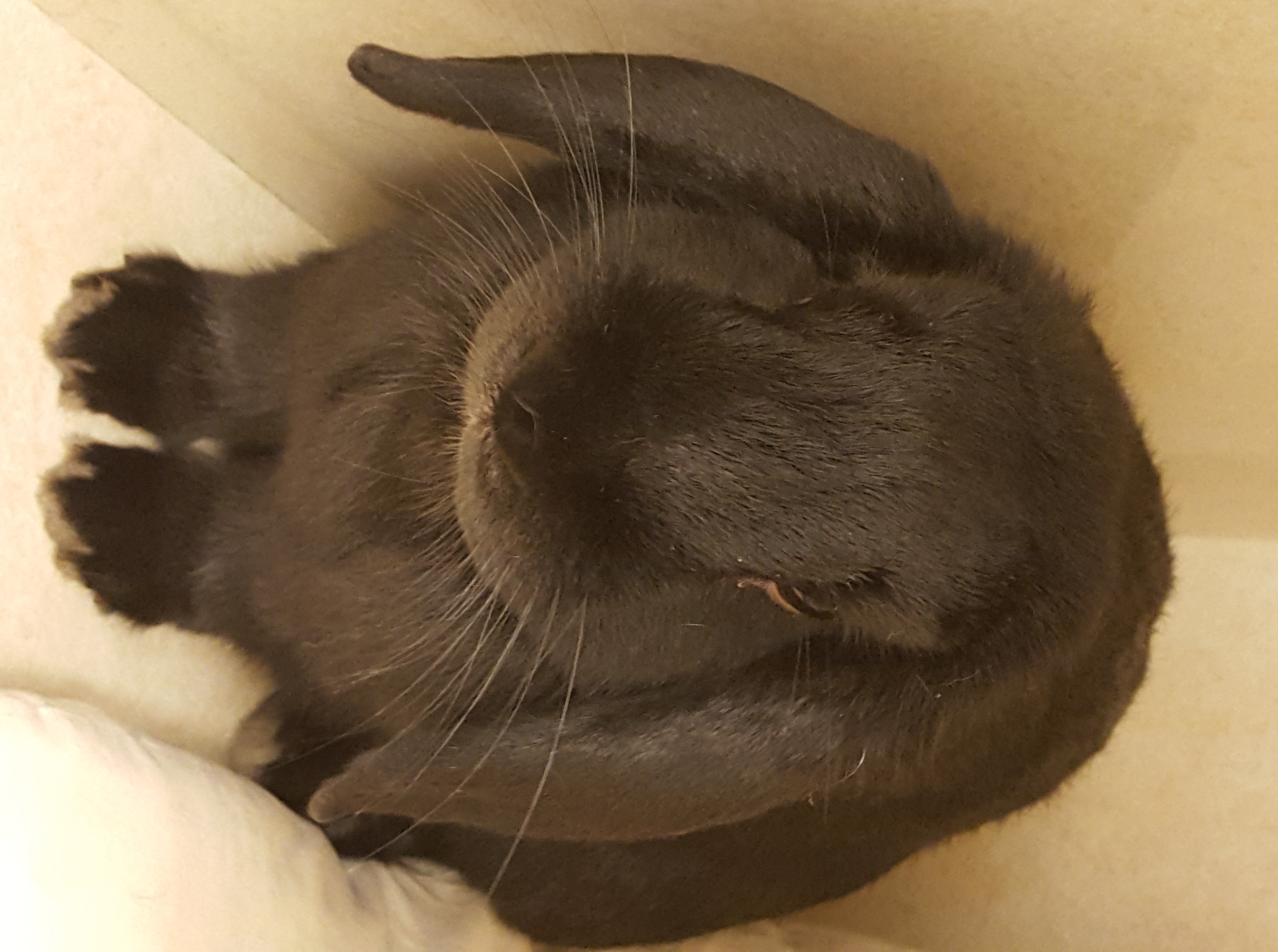 Floppy Rabbit Bayside Animal Medical Center