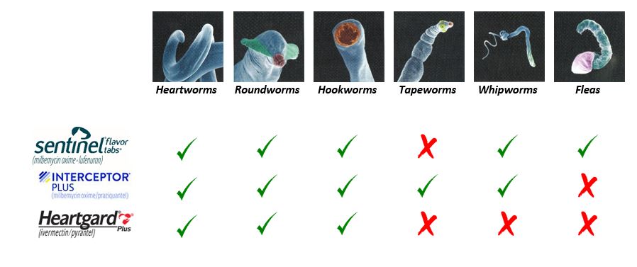 Heartworm Preventative | Bayside Animal Medical Center