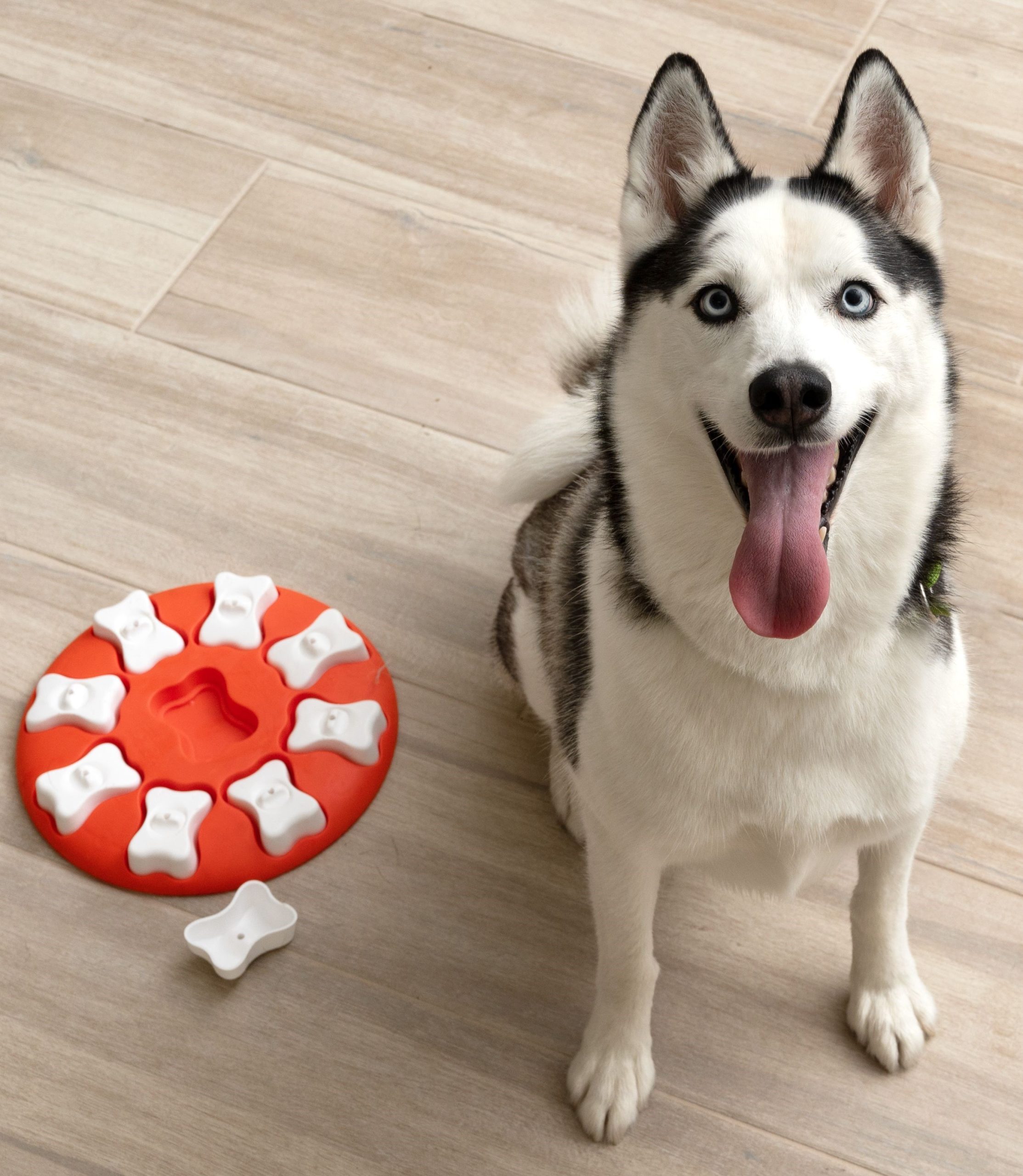 Testimonials Bayside Pet Resort