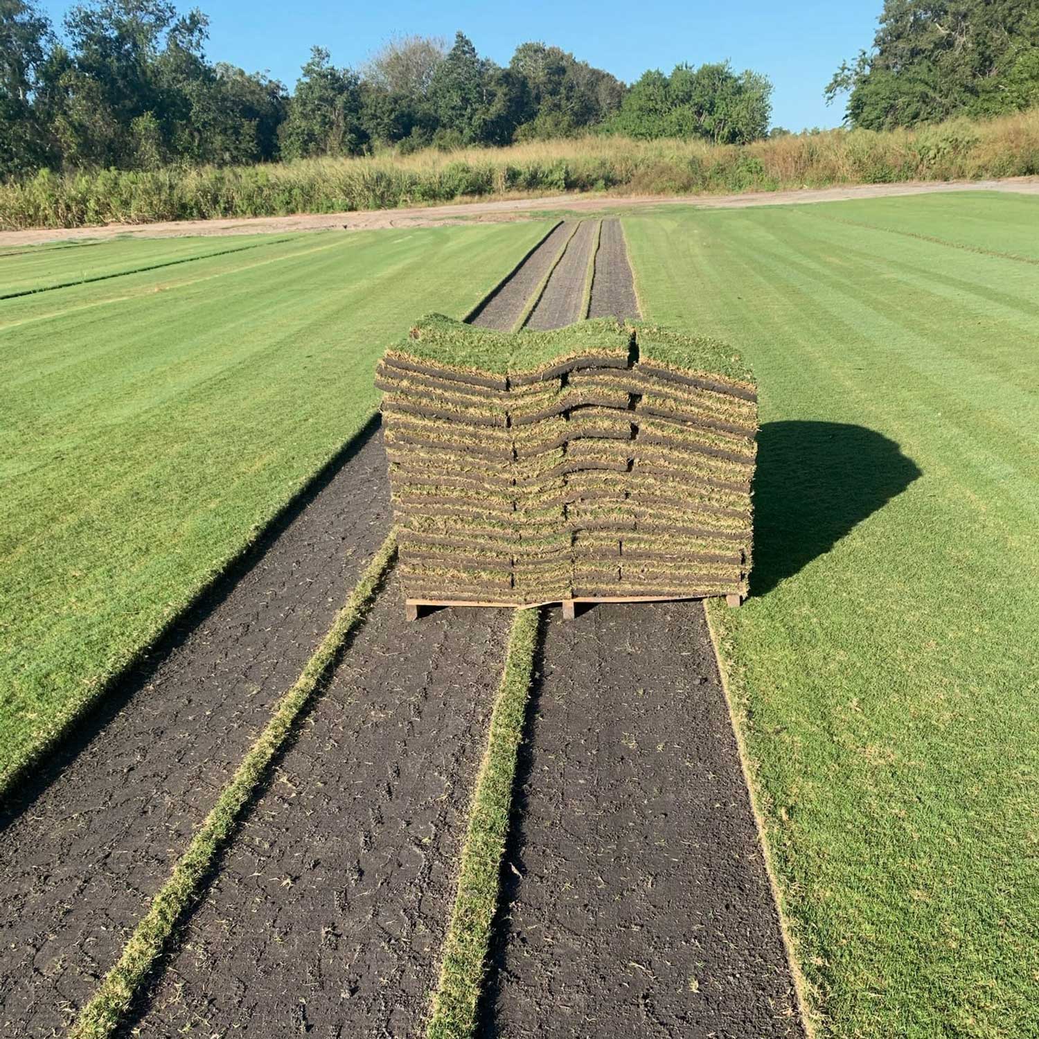Sod Grass & Sod Delivery In Bradenton, Florida Bayside Sod