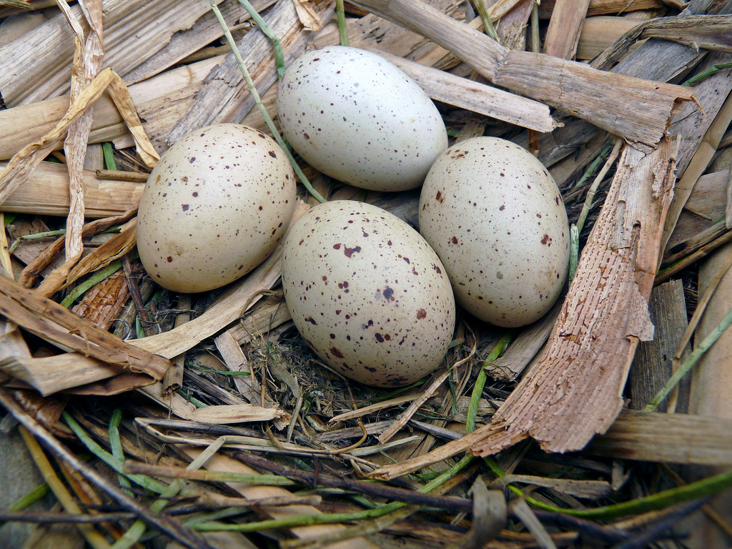 “Aunting” of the Common Moorhen Bay Soundings