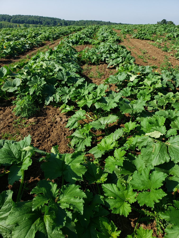 FALL AT THE FARM! Bay Tree Farm