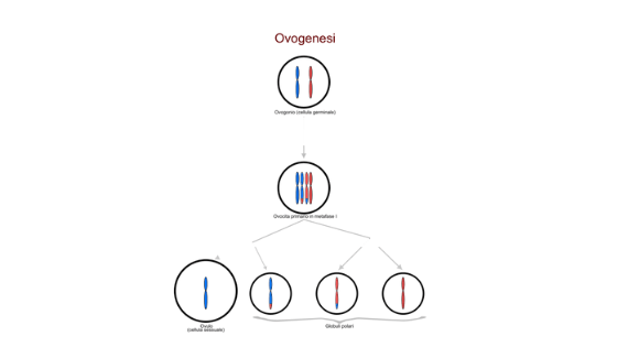 Proses Gametogenesis pada Hewan Vertebrata