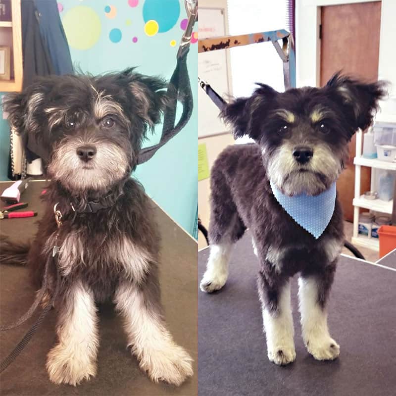 Give your dog its best look Bay View Bark