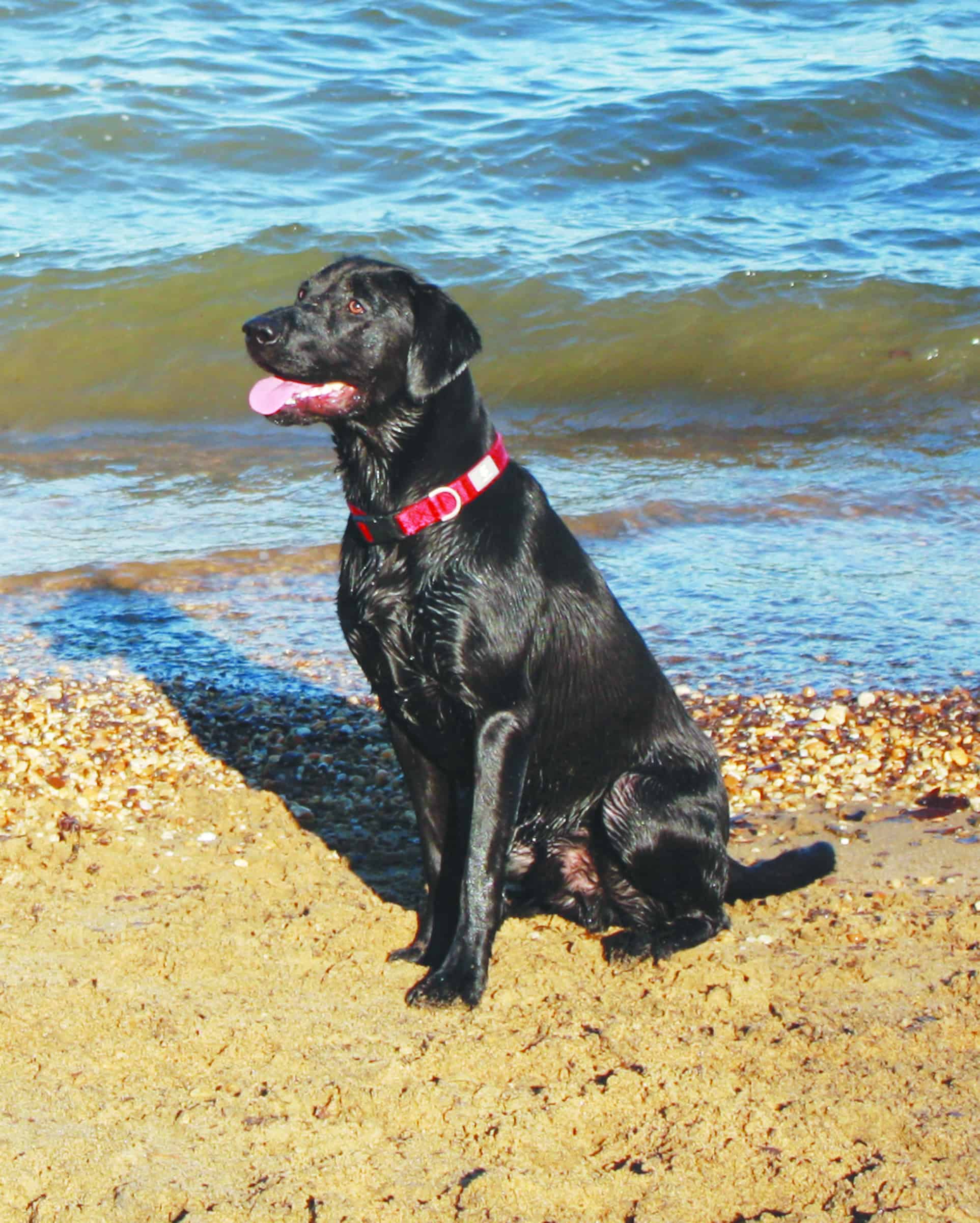 The Best Bird Dog Ever Bay Weekly