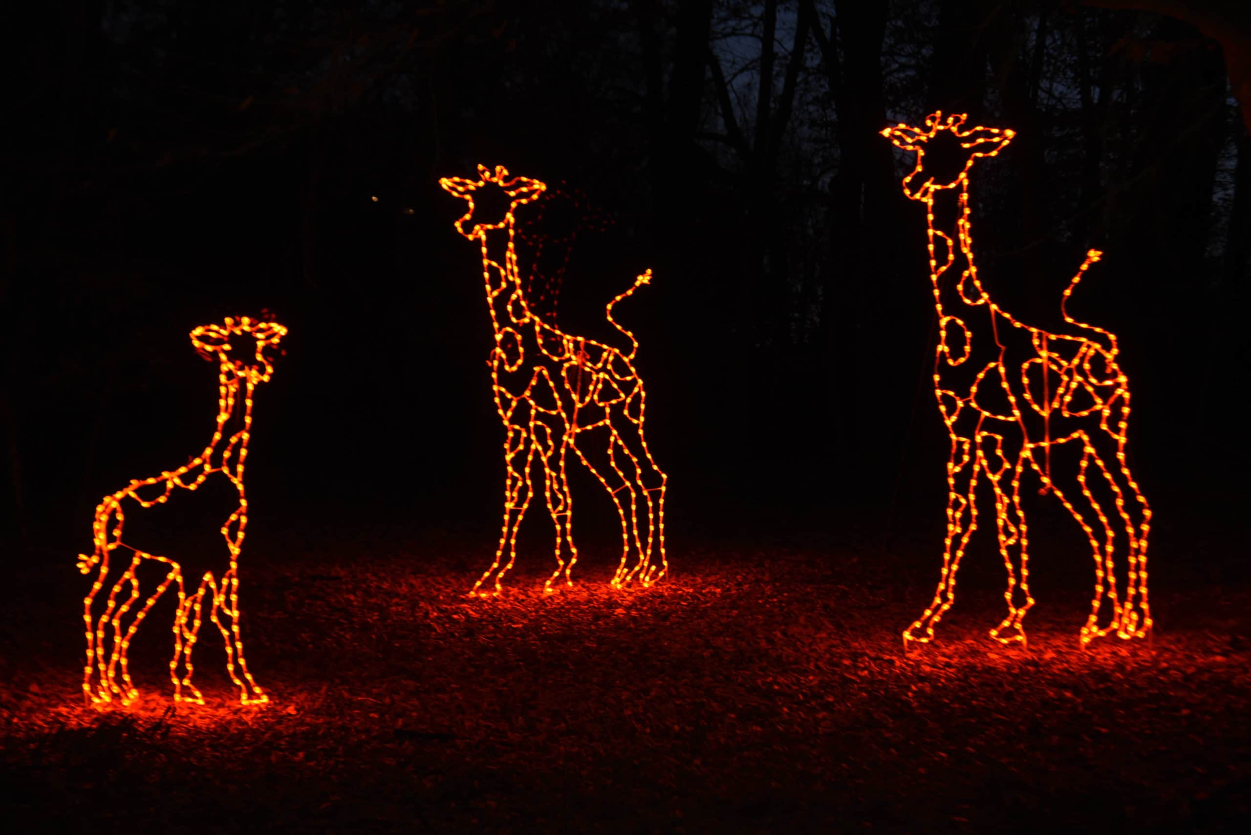 2021 Illuminations Bay Weekly