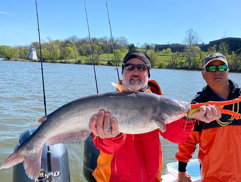Time to Grow Blue Catfish May Grow to 100 Pounds Bay Weekly