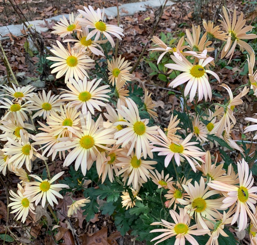 Extending the Season of Flowers Bay Weekly