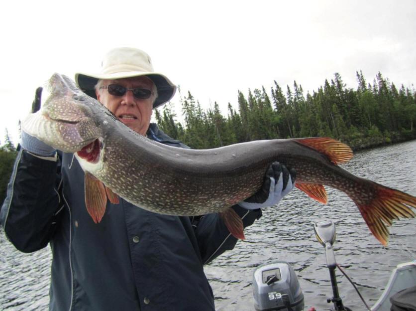 Shining Tree, North East Ontario Bay Wolf Camp