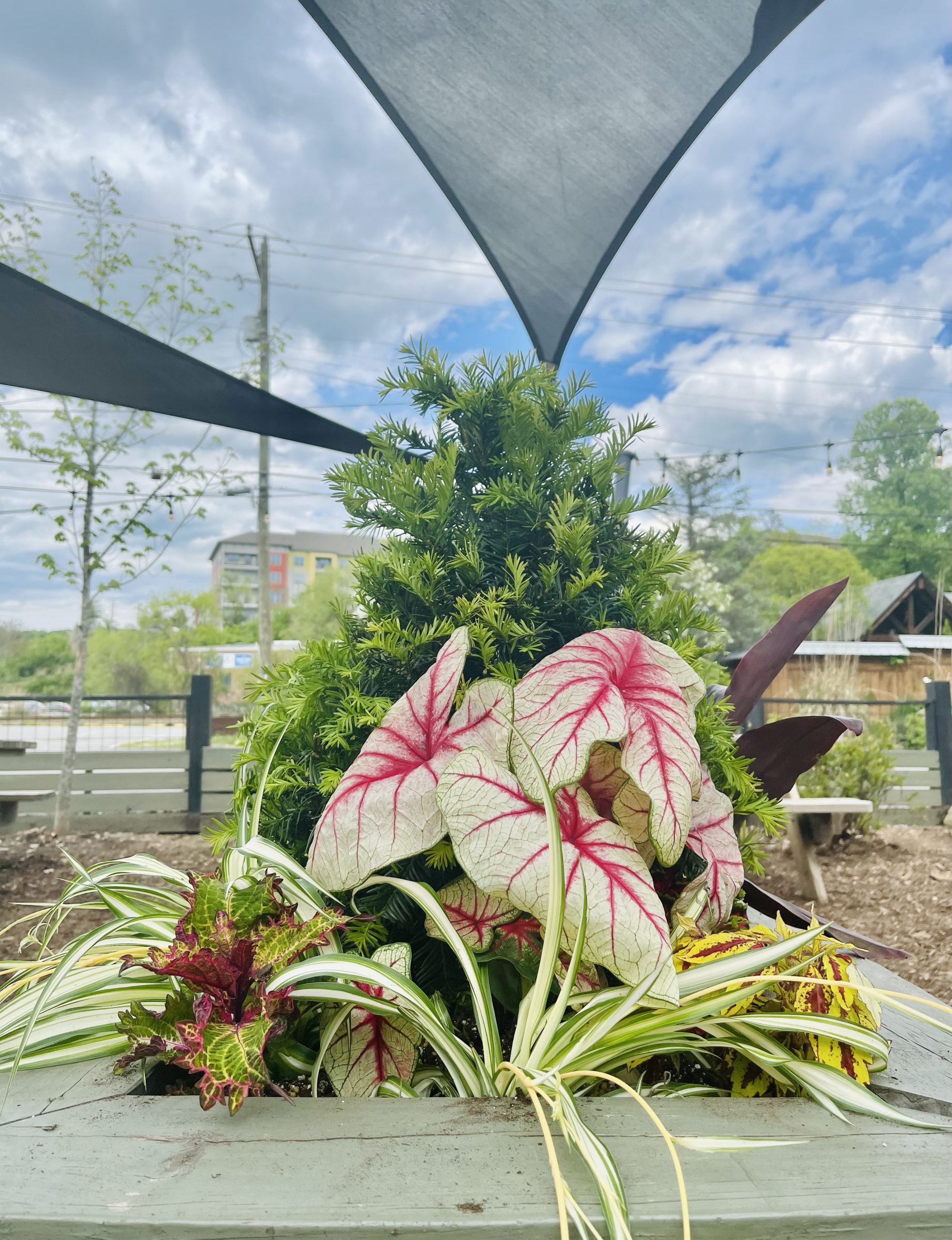 Hillman Containers B.B. Barns Garden Center + Landscaping