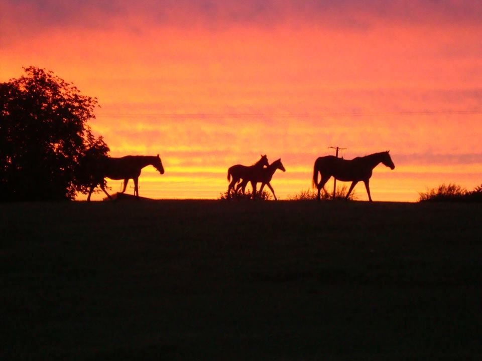 Keep your horse thriving Preventative Equine Health bbequinevets