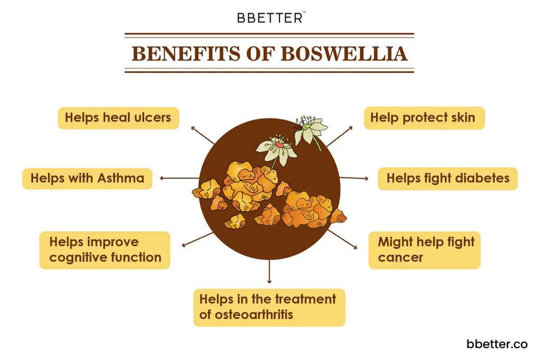 An Overview of the Ayurvedic herb Boswellia BBetter Store