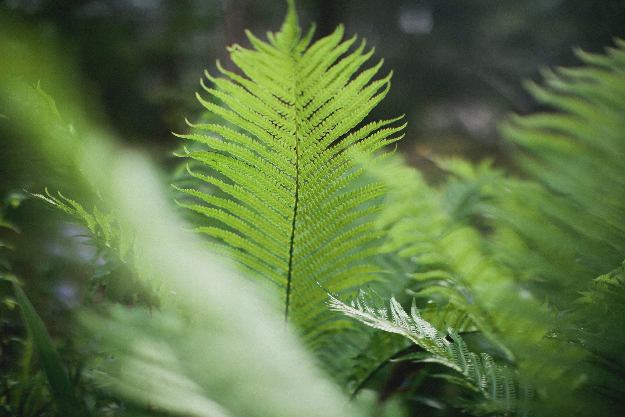 Annual Hardy Fern Sale Birmingham Botanical Gardens