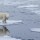 Temperaturë rekorde e lartë në Arktikun norvegjez