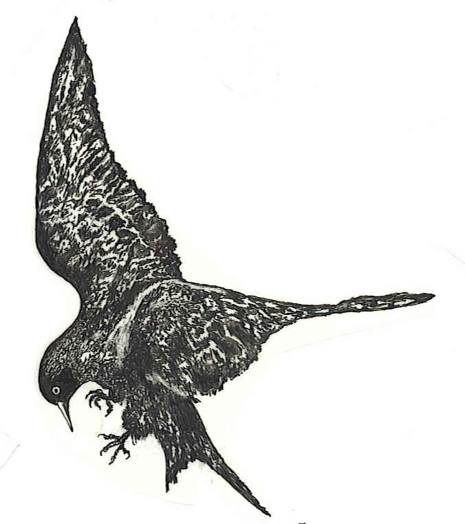 Blackbird Guitar Parts Warehouse