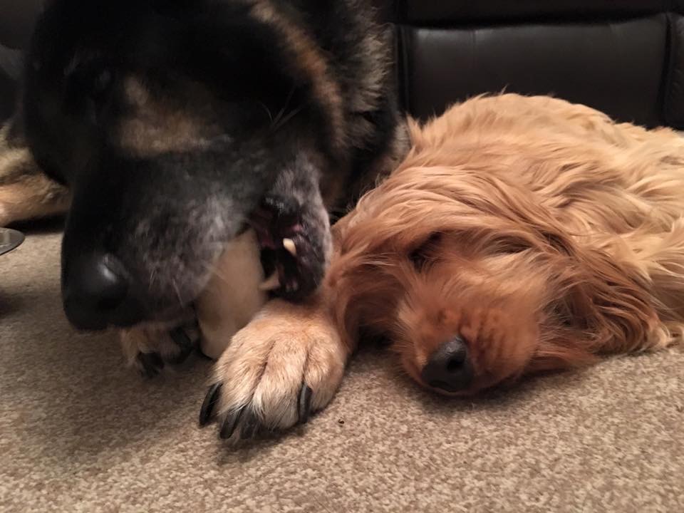 Best Behaviour K9 Professional & Friendly Dog Training Classes and