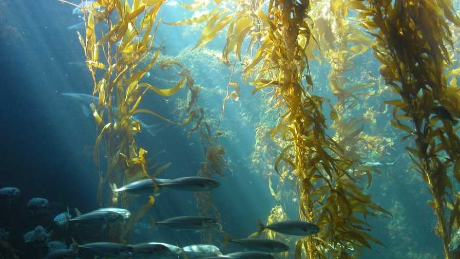 Kelp Farming a Win for the Environment Current Happenings Across STEM