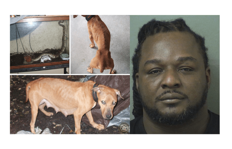 Boynton Beach man charged with felony cruelty to animals
