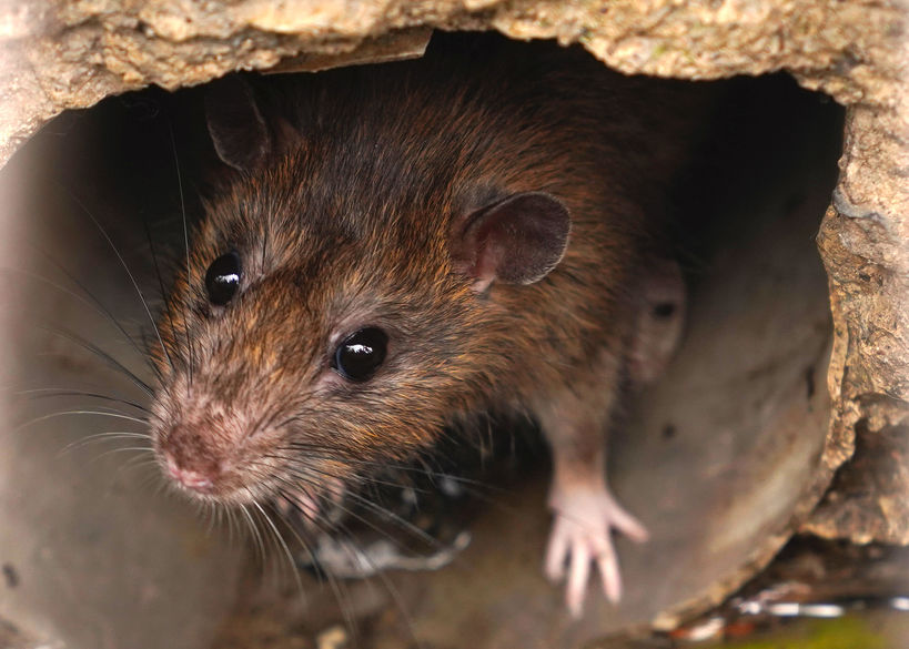 Unconventional Methods To Detect A Mouse Infestation