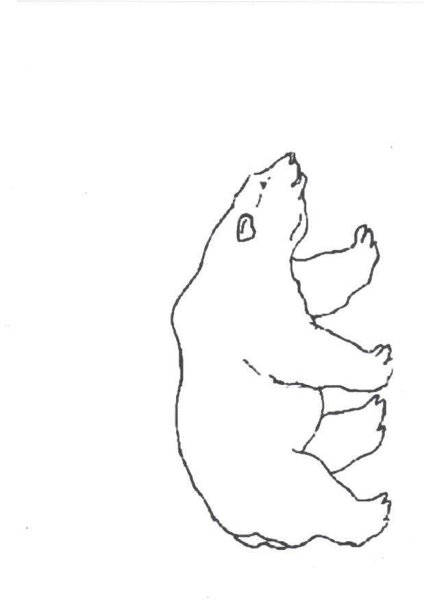 gabarit ours polaire