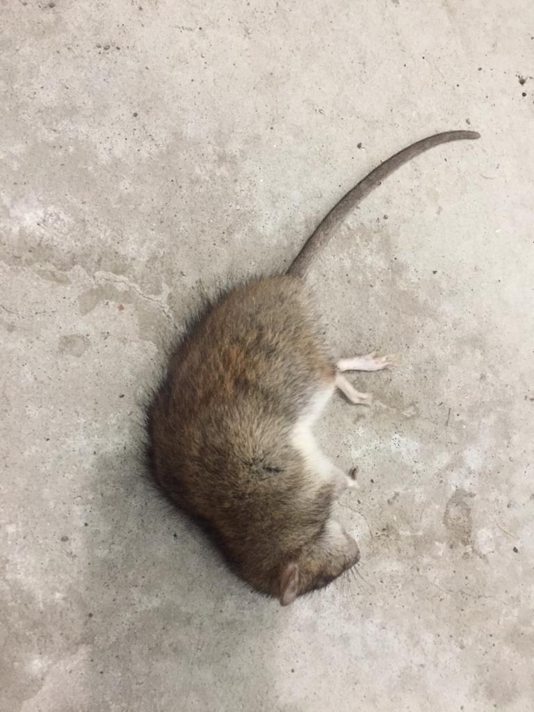 How to Mouseproof a Storage Shed? BBPP Control