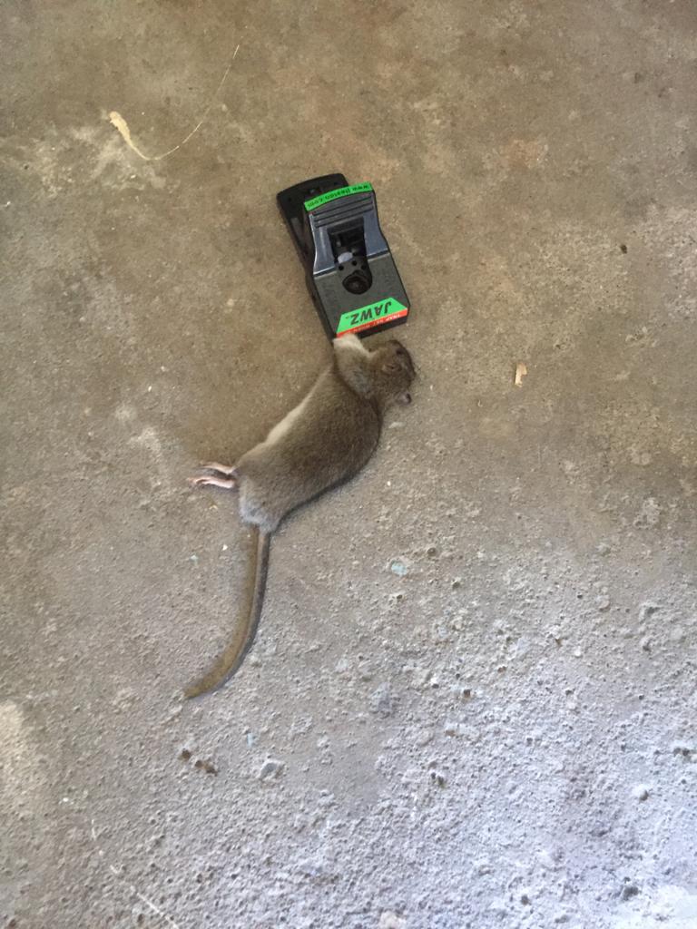 How to Mouseproof a Door? BBPP Control