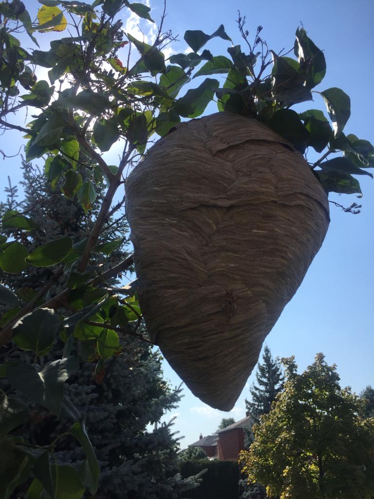 How to Get Rid of Mud Dauber Wasps BBPP Control