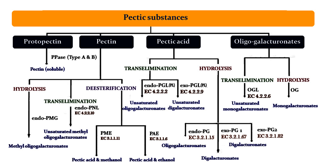 Review on Bacterial Production of Alkaline Pectinase with Special