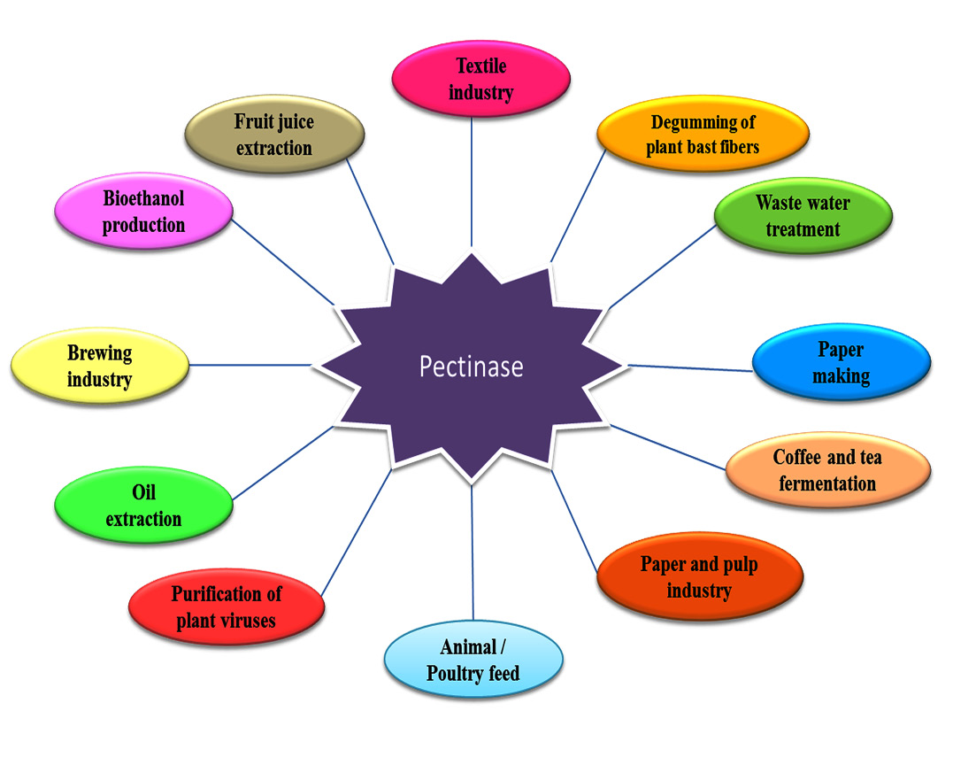 Review on Bacterial Production of Alkaline Pectinase with Special