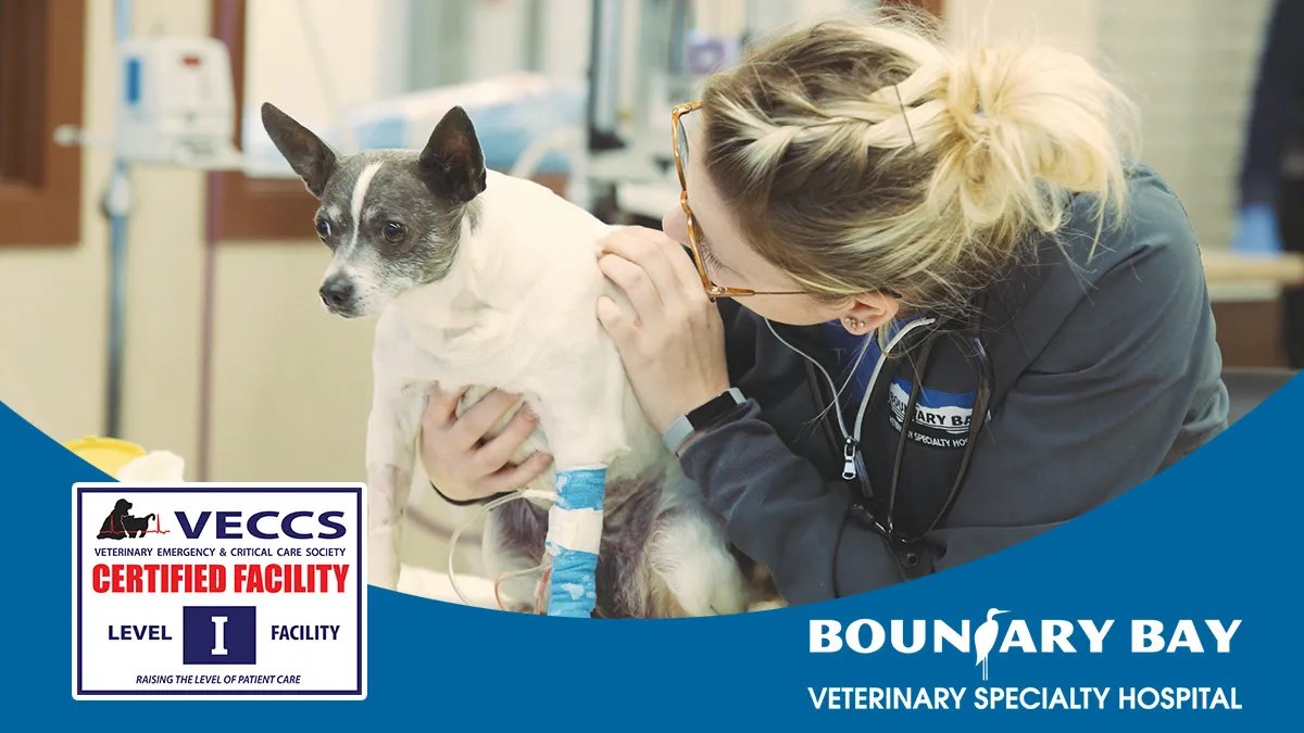 Boundary Bay Veterinary Specialty Hospital certified as VECCS Level 1