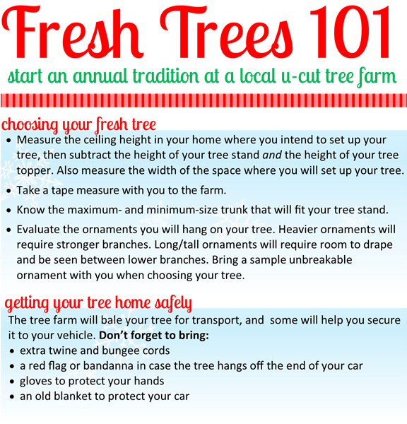 Fresh Cut Christmas Trees 101 Beth Bylund