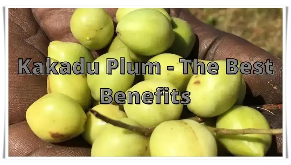 Kakadu Plums. The Best Benefits bceducate
