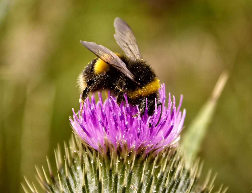 Planting Fall Forage for Bees Bee BC