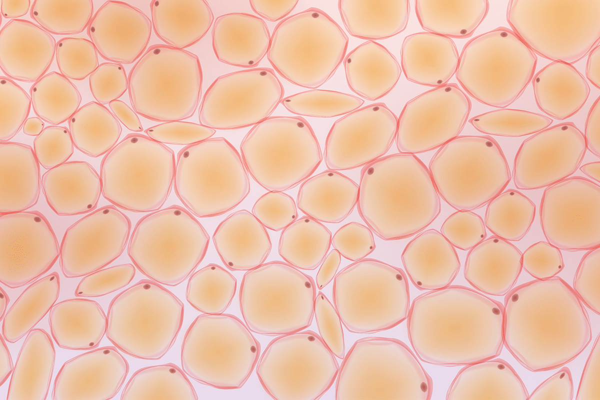 Body fat 101 Understanding the different kinds + 4 tips to manage it