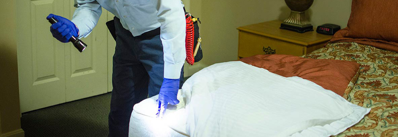 Canada Bed Bugs Bed Bugs Inspection Canada Bed Bug Vancouver