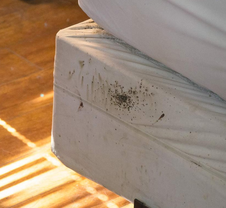 Canada Bed Bugs Bed Bugs on Matress Canada Bed Bug Vancouver