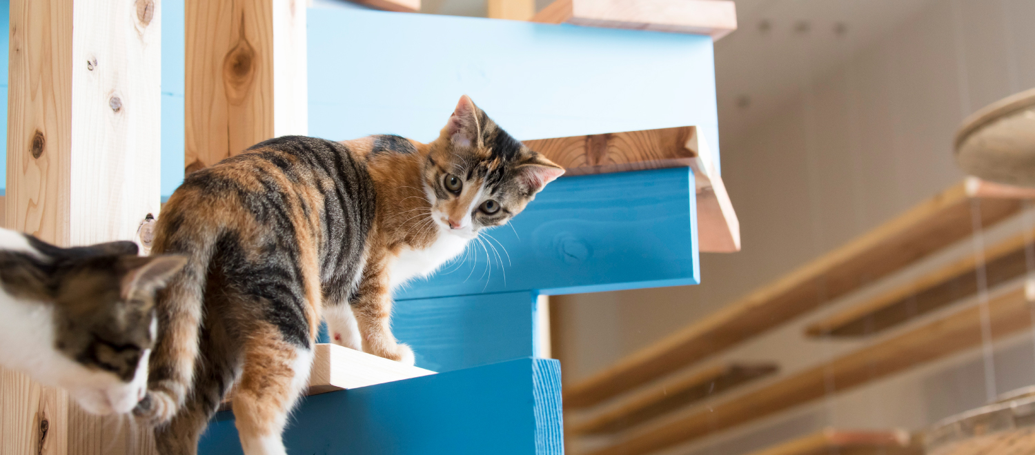 引き取り BLUE CAT CAFE(ブルーキャットカフェ) 岡山の里親探し型猫カフェ