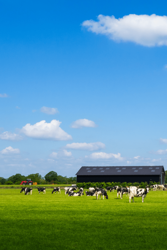 Managing extreme heat on Fraser Valley dairy farms BC Climate Change