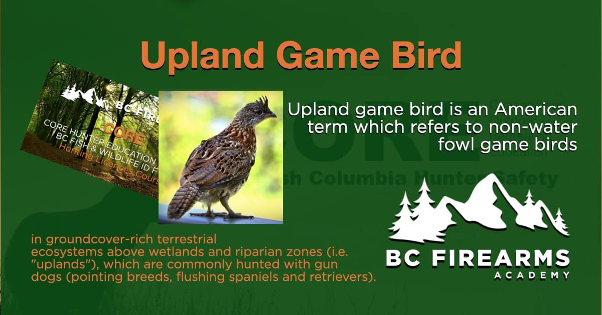 Upland game bird BC Firearms Academy